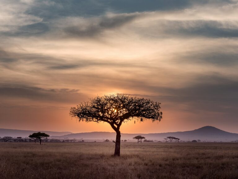 Best Luxury Tented Camps in Tanzania: 7 Safari Stays Under Canvas