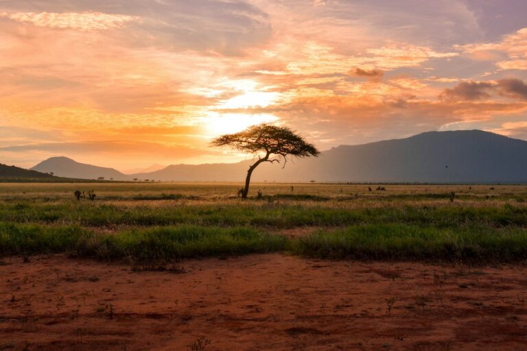 Best Luxury Safari Lodges in Tanzania: Top 10 Tented Camps and Private Reserves