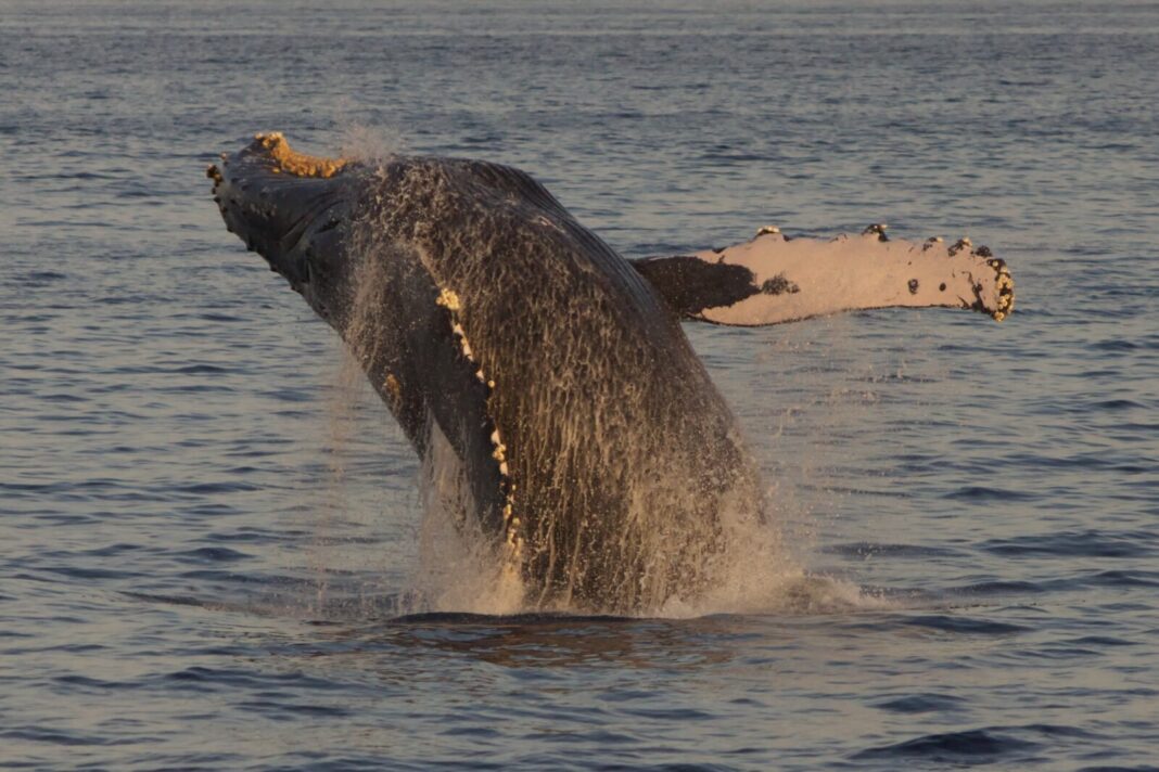 Best Time to Visit Hawaii: What the Data Actually Says in 2026 A humpback whale breaching clear of calm blue water off the Maui coast at golden hour, its barnacle-crusted head raised and long white pectoral fin extended as water sheets off its body