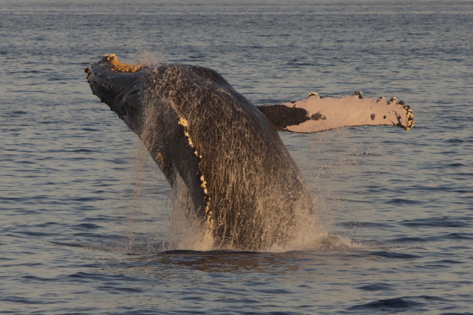 A humpback whale breaching clear of calm blue water off the Maui coast at golden hour, its barnacle-crusted head raised and long white pectoral fin extended as water sheets off its body
