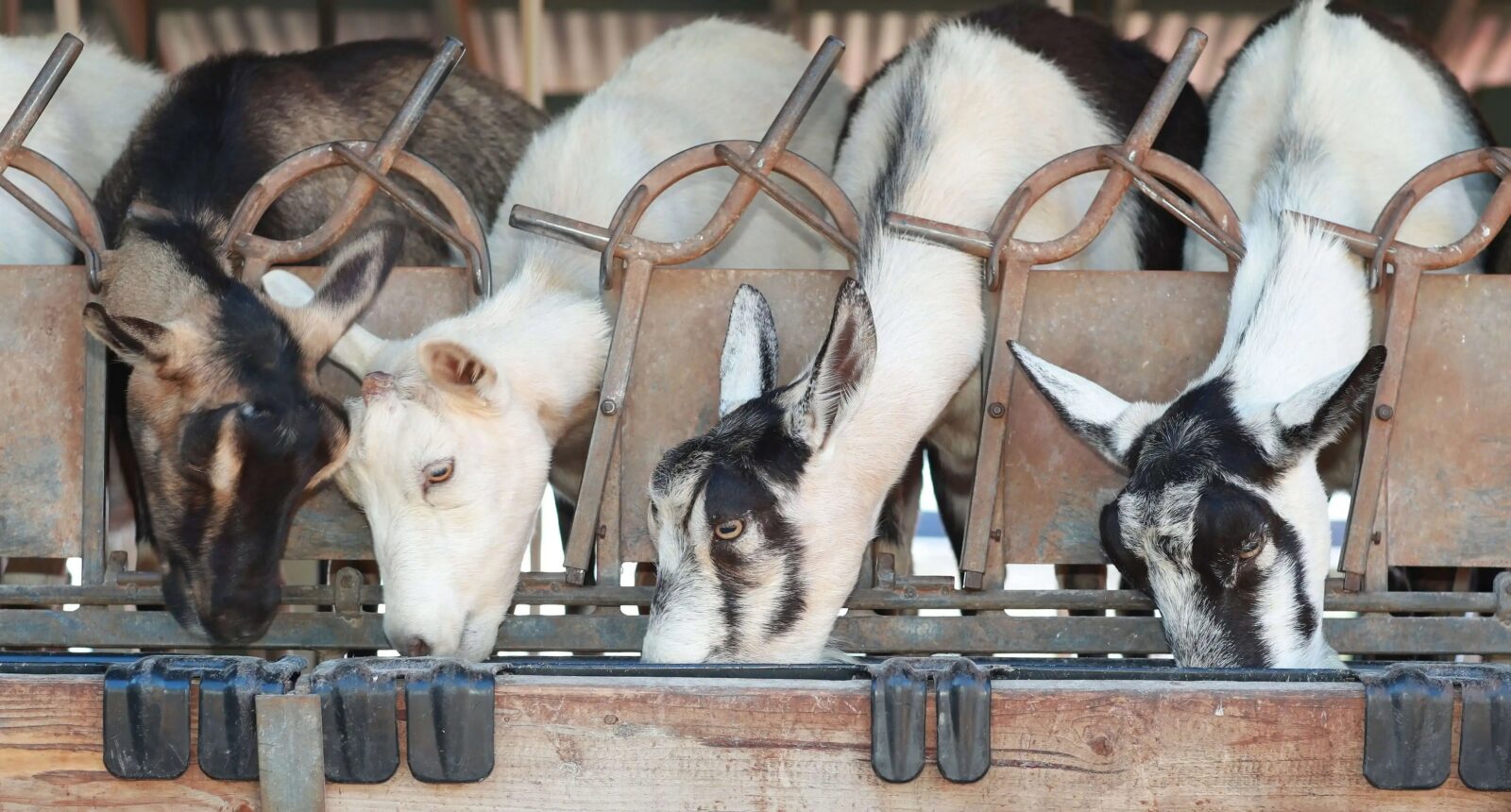 Evening Chore and Milking Tour at Surfing Goat Dairy, Maui