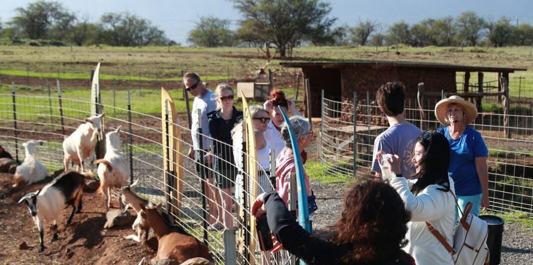 The Best Things to Do in Maui with Kids: Goat Milking in Kula, Molokini, Haleakalā and More Visitors meeting the goats at Surfing Goat Dairy in Kula, Upcountry Maui